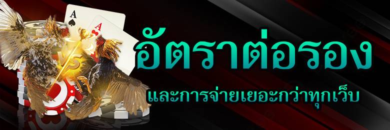 แทงไก่ชนยอดนิยม
